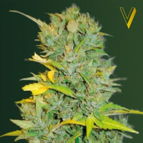 Victory Seeds - Biggest Bud Auto